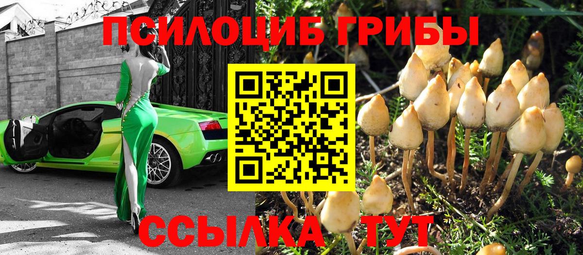 Озёрск  Псилоцибиновые грибы GOLDEN TEACHER  Вход с VPN 